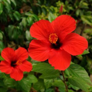 Texas Star Hibiscus