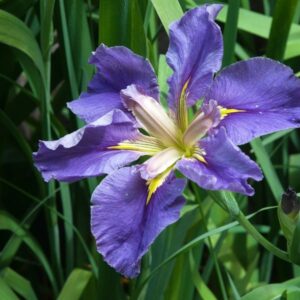 Louisiana Iris