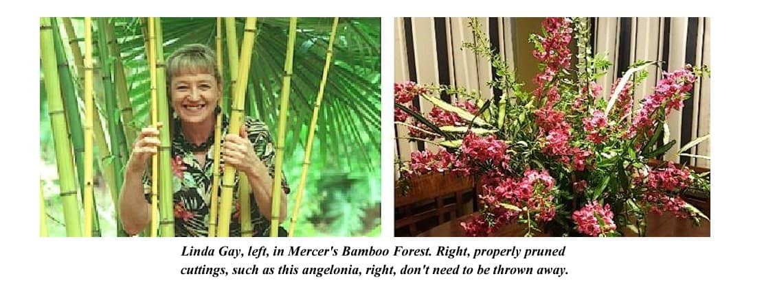 mercer bamboo