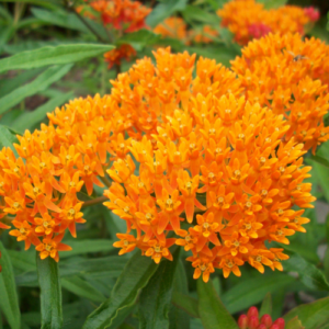 Milkweed