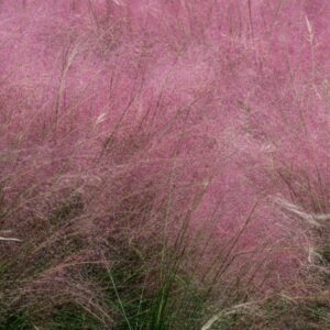 Pink Muhly Grass