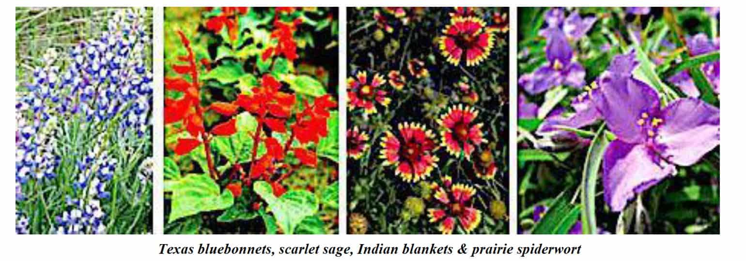 nativeplants1