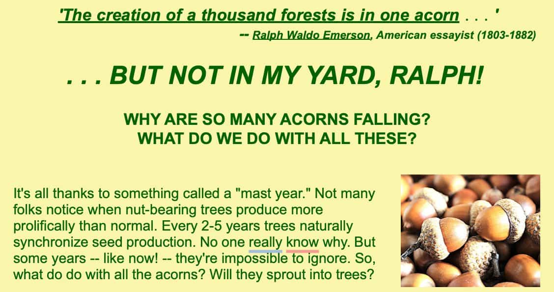 not in my yard ralph