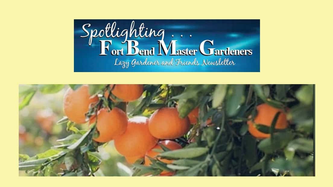 orange and fbmg spotlight johns corner