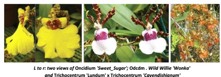 orchids