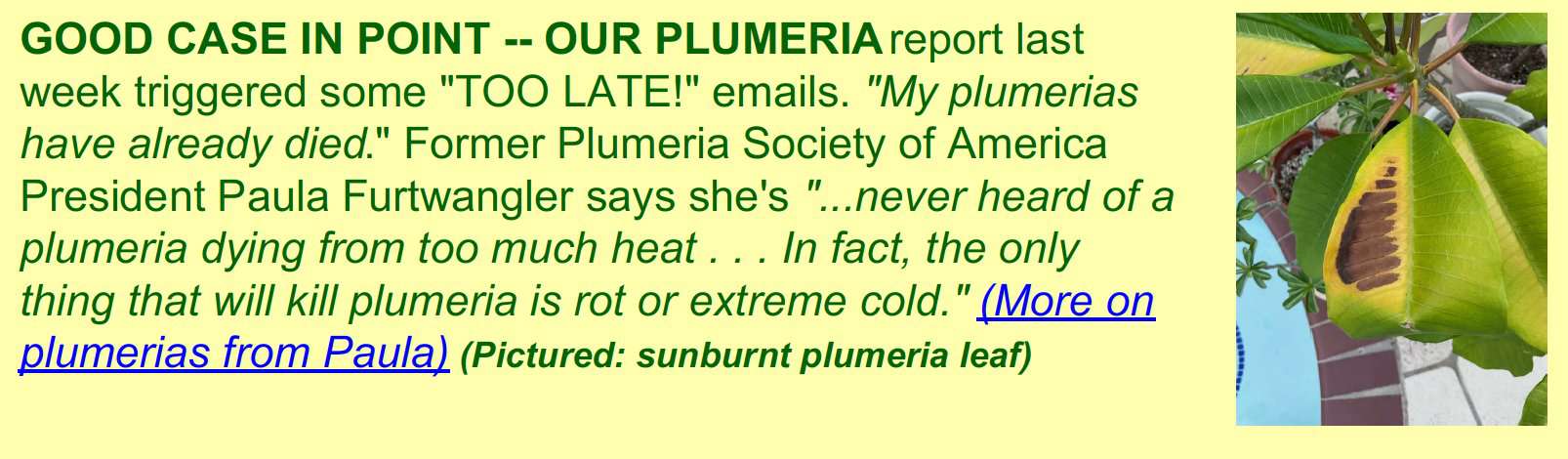 our plumeria