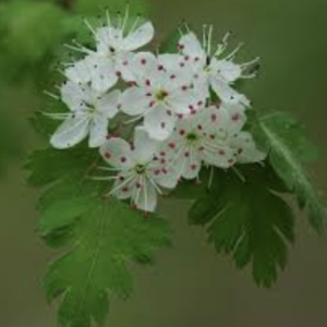 Parsley Hawthorne (Crataegus marshallii)