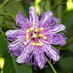 Passionflower