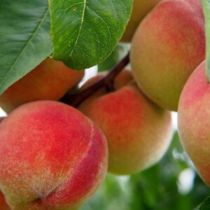 Peaches