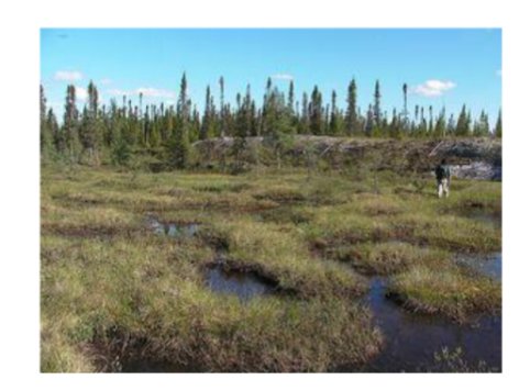 peat moss 1
