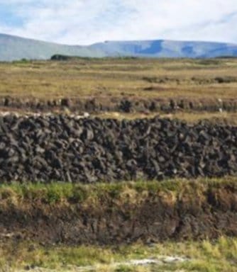 peat moss 2