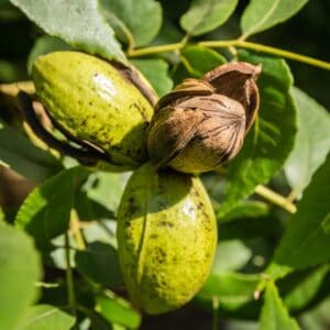 Pecans