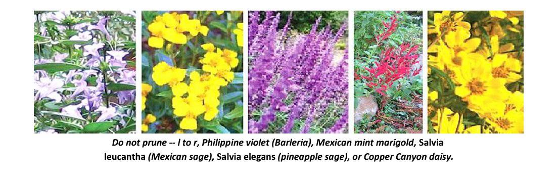 phillippine violet