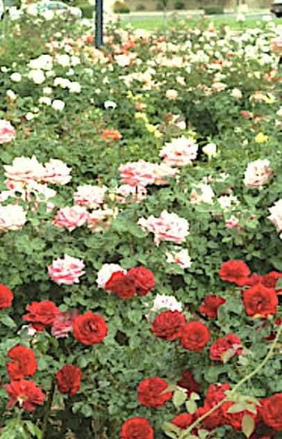 pink and red roases