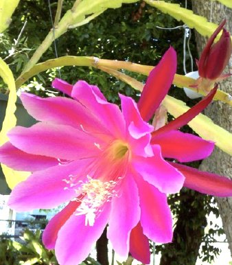 pink flower bloom