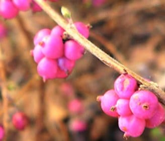pink tree