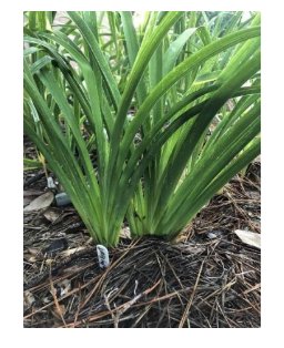 plant fan