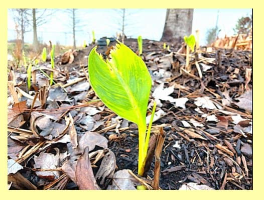 plant mulch