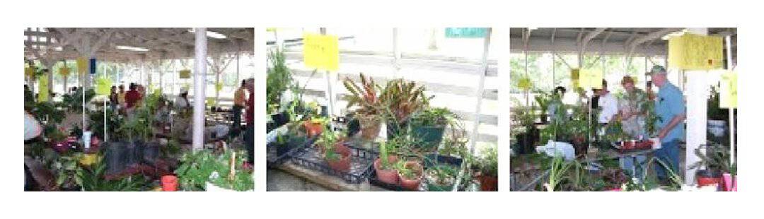 plant swap