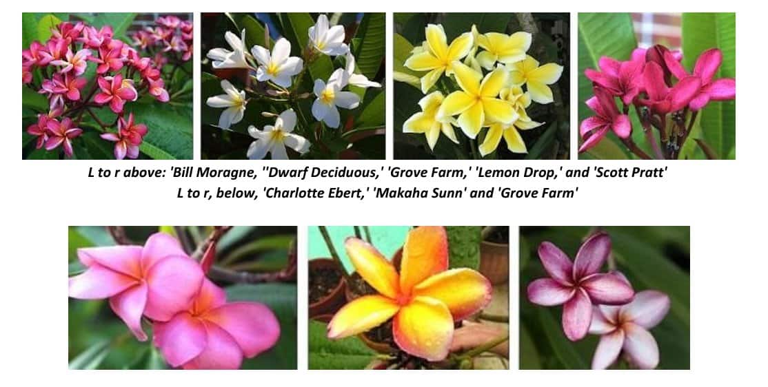 plumeria spotlight