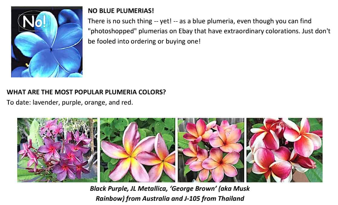 plumerias 2