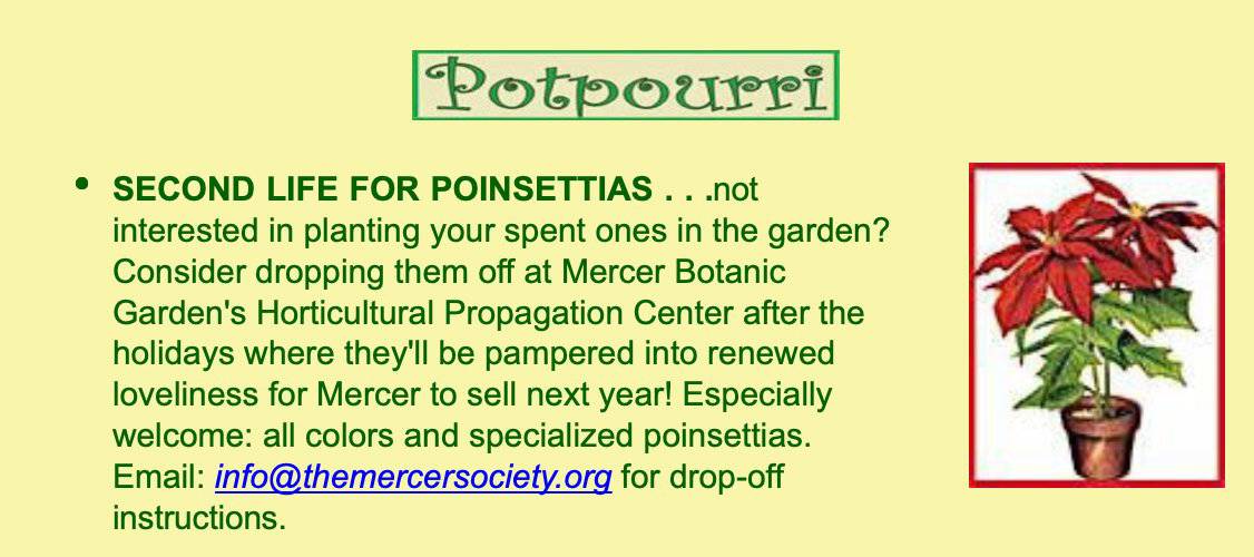 poinsetta