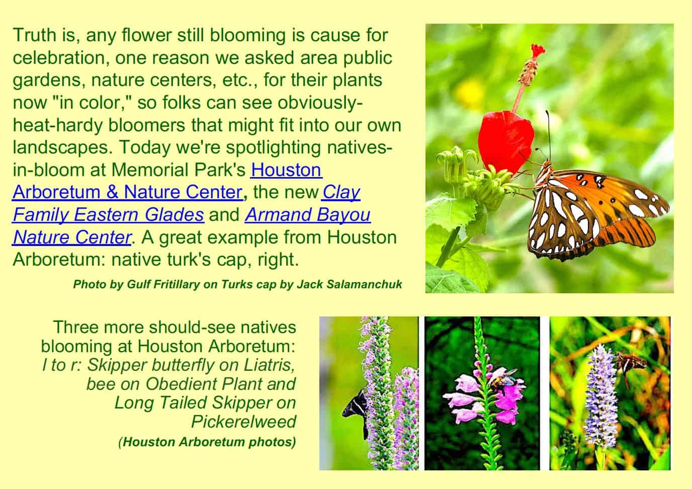 pollinators and native blooms