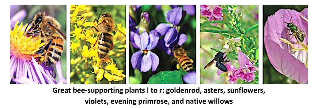 pollinators on flowers