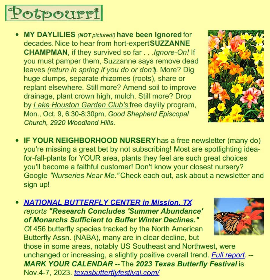 potpourri daylily