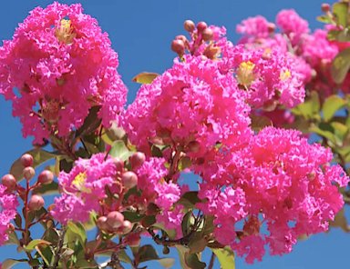 pretty pink