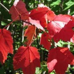 Red Maples