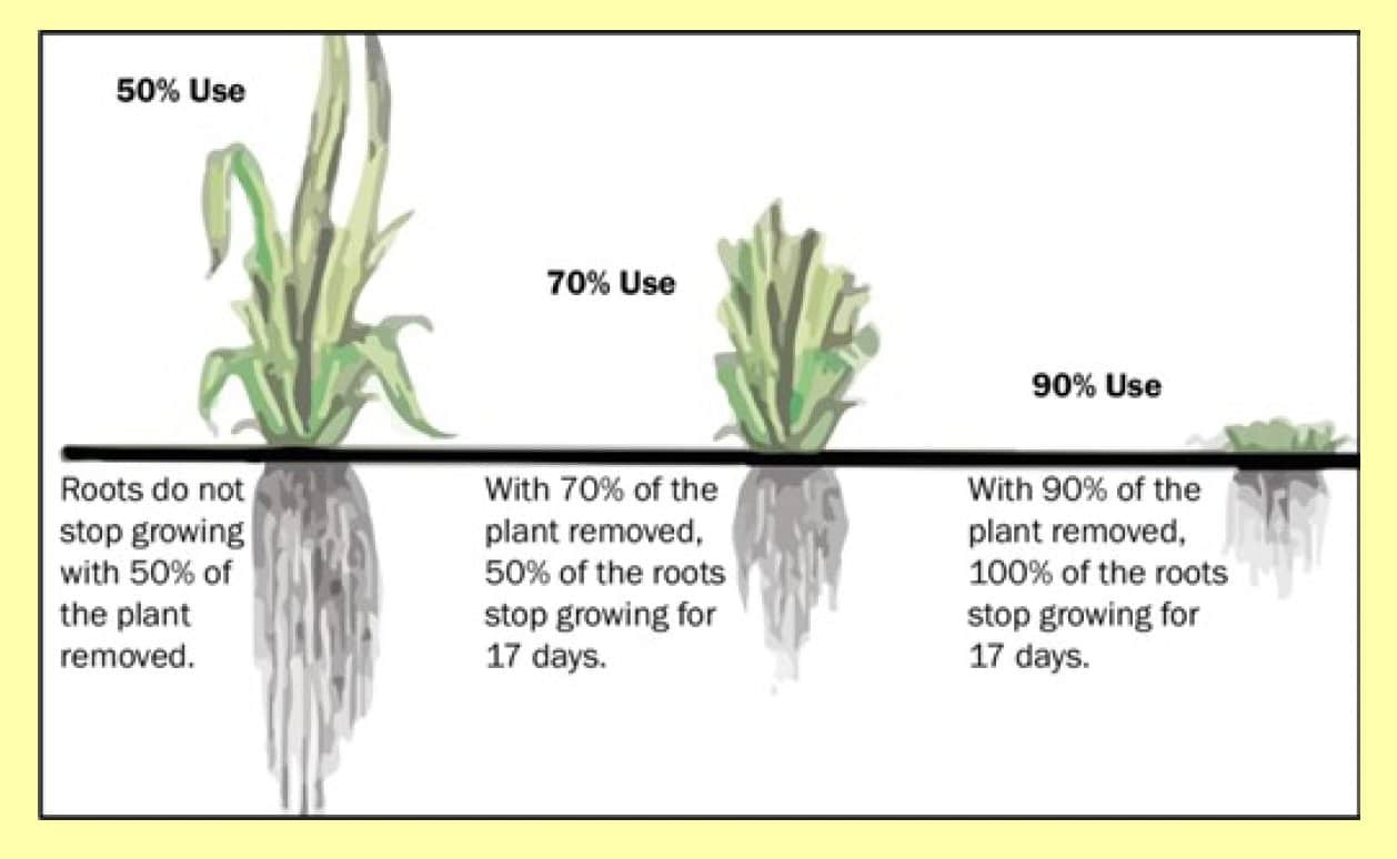 root growth graphic
