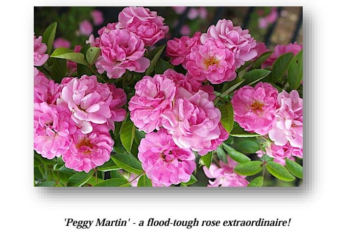 rose care