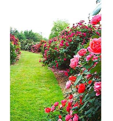 roses telling you something
