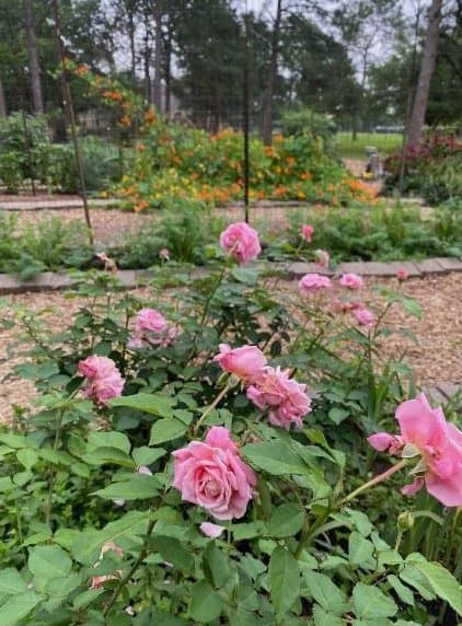 rosess