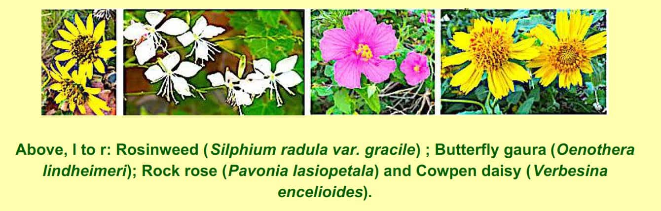 rosinweed