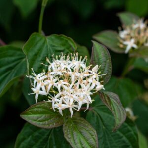 Roughleaf Dogwood