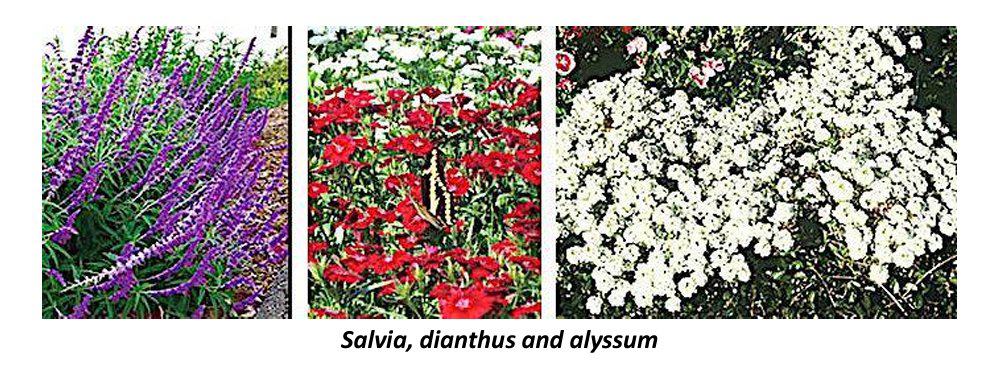 salvia