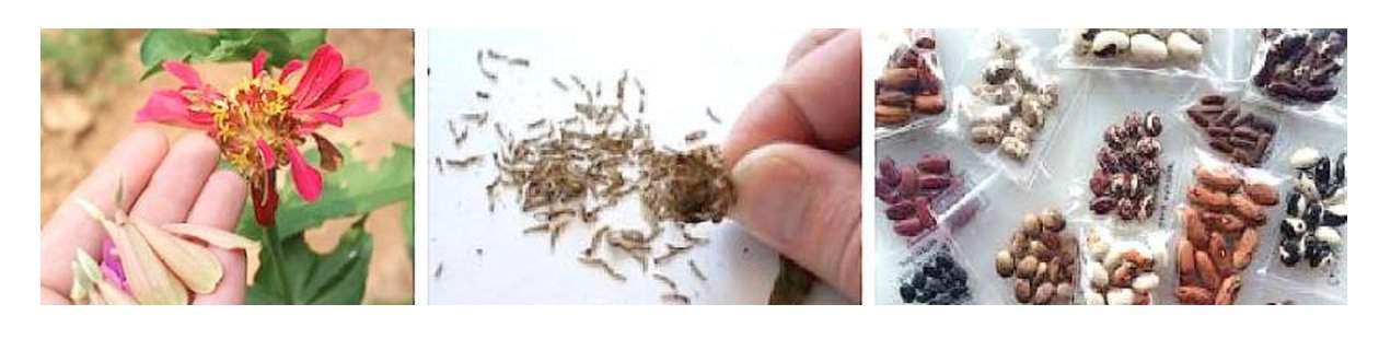 seed saving tips