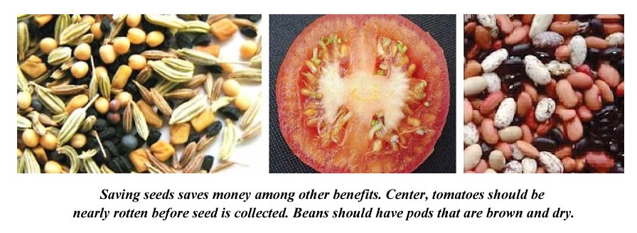 seed saving