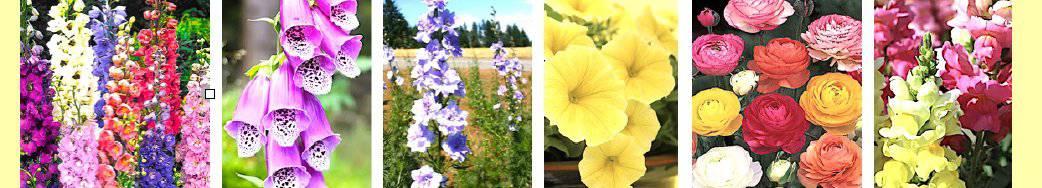 snapdragons