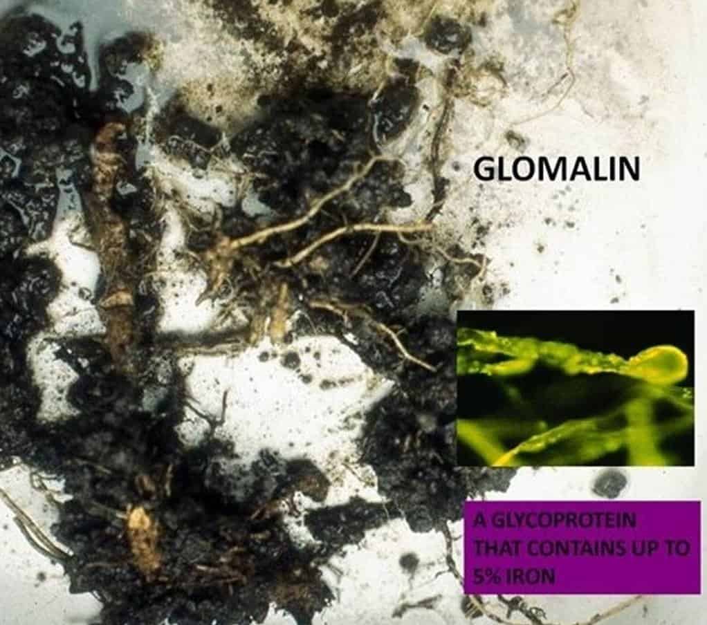 soil plant 269 - 4