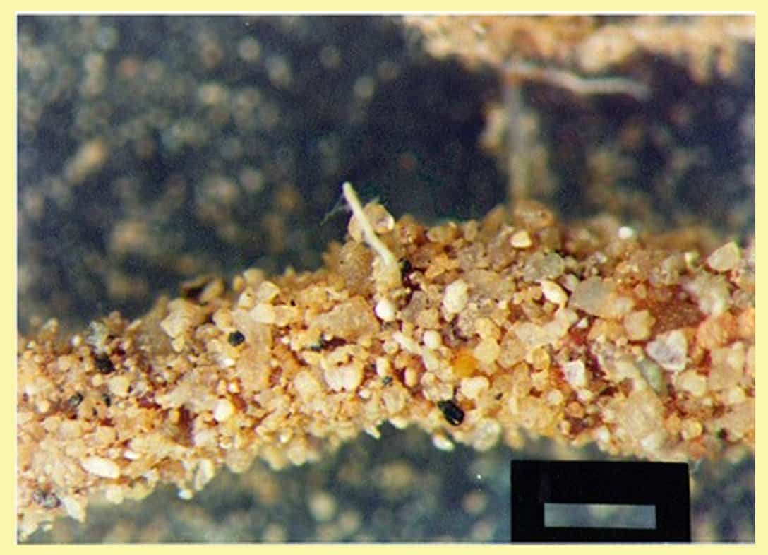 soil plant 269 - 5