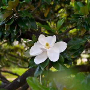 Southern Magnolia