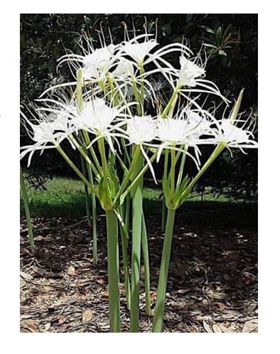spider lily