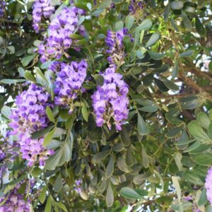 Texas Mountain Laurel
