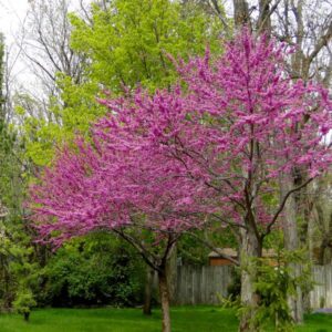 Texas Redbud
