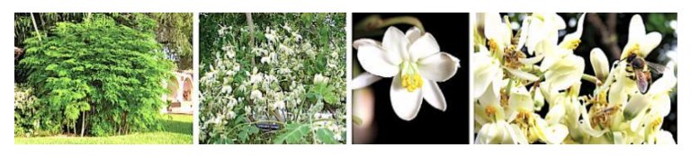 the miracle tree