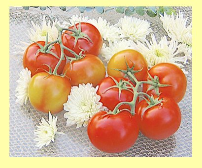 tomatoes together