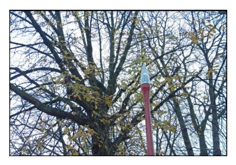 trees
